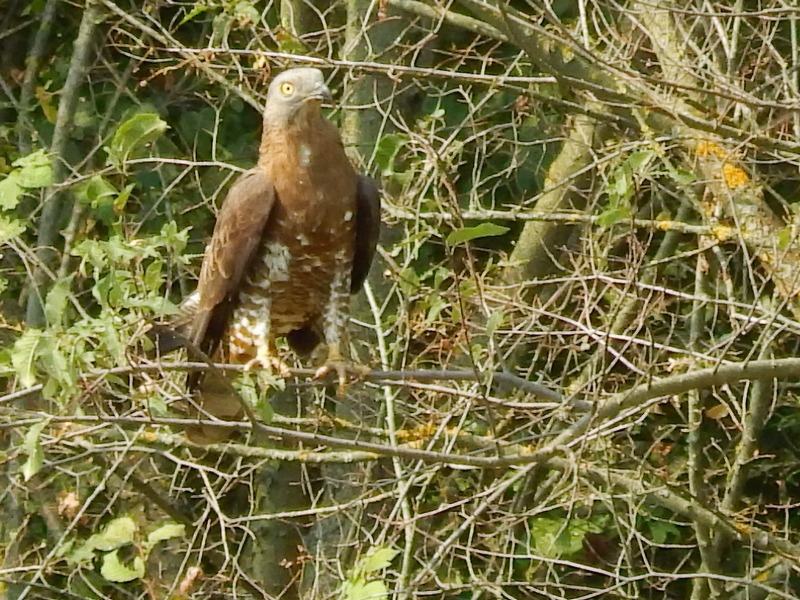 Falco pecchiaiolo ?